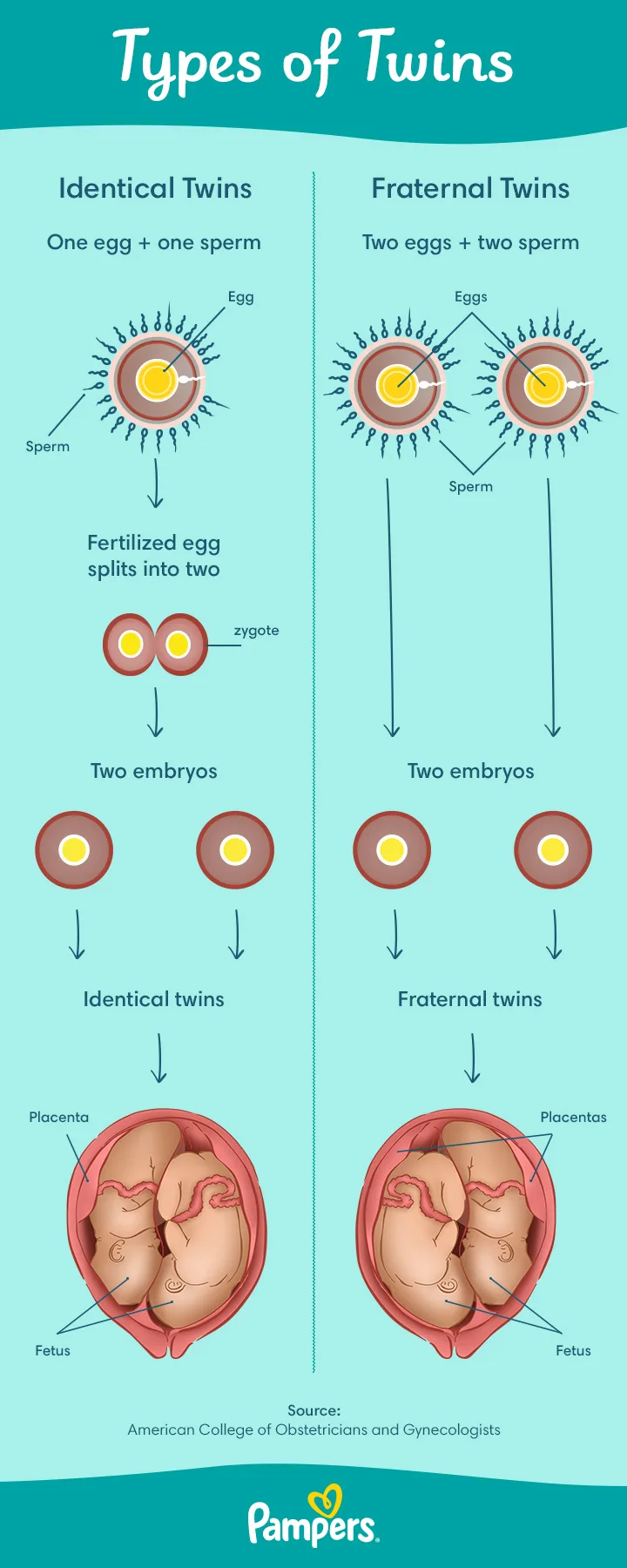 Types of twins