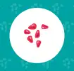 Pomegranate seed icon